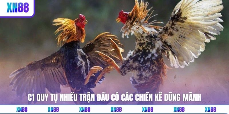 C1 quy tụ nhiều trận đấu có các chiến kê dũng mãnh 