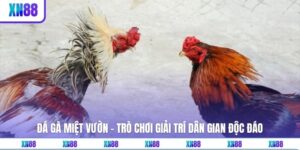 Đá Gà Miệt Vườn - Trò Chơi Giải Trí Dân Gian Độc Đáo 