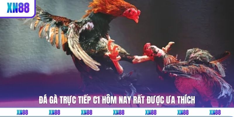 Đá gà trực tiếp C1 hôm nay rất được ưa thích 