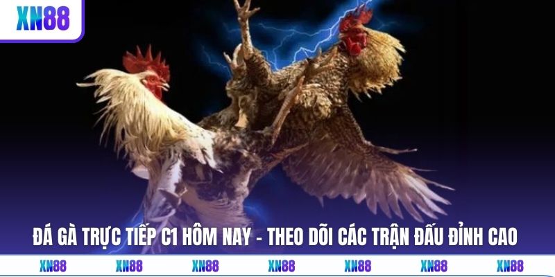 Đá Gà Trực Tiếp C1 Hôm Nay - Theo Dõi Các Trận Đấu Đỉnh Cao 
