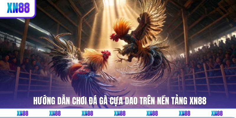 Hướng dẫn xem đá gà cựa dao tại nhà cái XN88