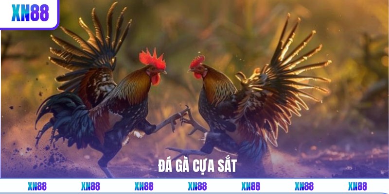 Màn quyết chiến chọi gà cựa sắt đẫm máu