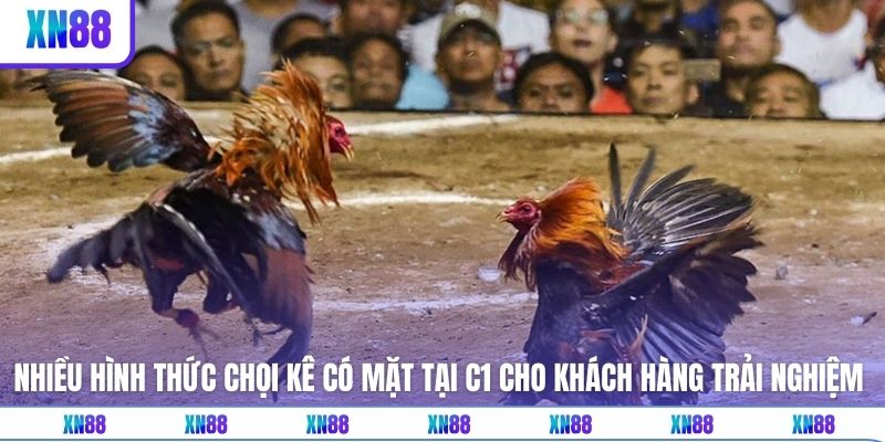 Nhiều hình thức chọi kê có mặt tại C1 cho khách hàng trải nghiệm 